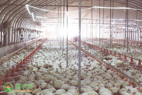 冬季肉鸡养殖怎么才能少生病？-图片版权归惠农网所有