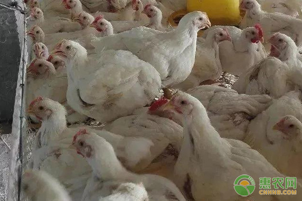 冬季肉鸡养殖怎么才能少生病？-图片版权归惠农网所有