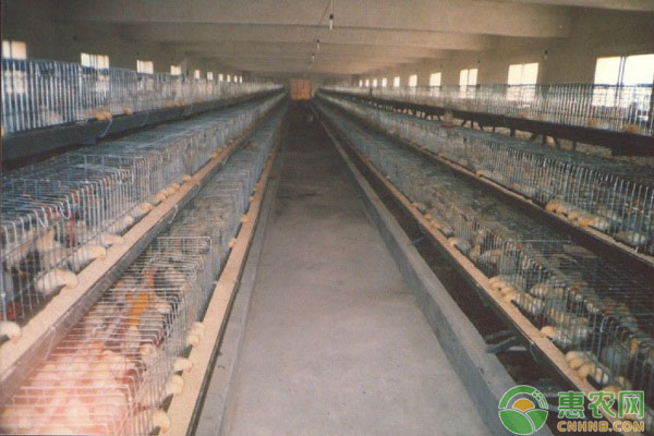 老兽医教你5招解决肉鸡分群得病、死鸡问题-图片版权归惠农网所有