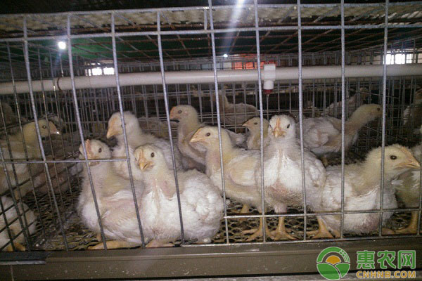 老兽医教你5招解决肉鸡分群得病、死鸡问题-图片版权归惠农网所有