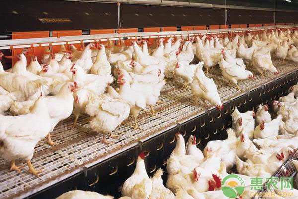 老兽医教你5招解决肉鸡分群得病、死鸡问题-图片版权归惠农网所有