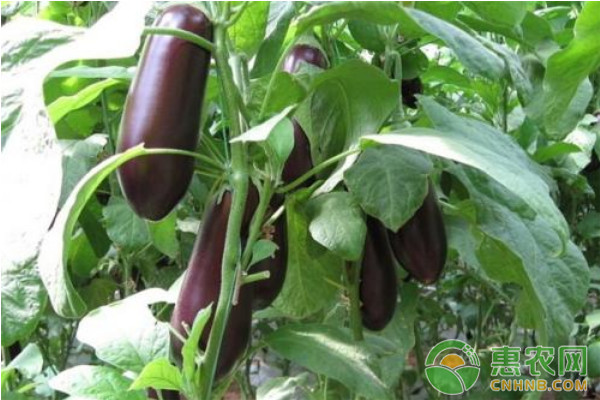 大棚茄子的种植技术和管理-图片版权归惠农网所有