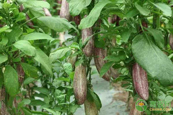 大棚茄子的种植技术管理-图片版权归惠农网所有