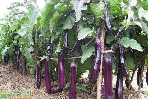 大棚茄子如何提高坐果率？-图片版权归惠农网所有