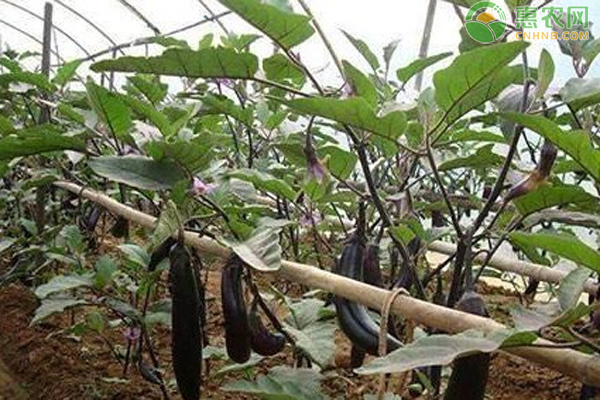 大棚茄子如何提高坐果率？-图片版权归惠农网所有