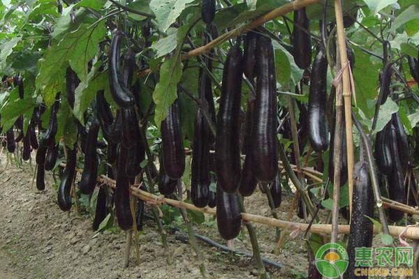 大棚茄子的科学施肥方法具体介绍-图片版权归惠农网所有