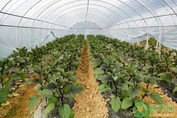 大棚茄子的科学施肥方法具体介绍-图片版权归惠农网所有