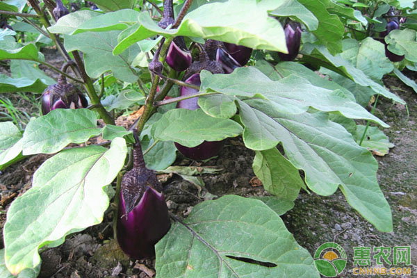 大棚茄子的科学施肥方法具体介绍-图片版权归惠农网所有