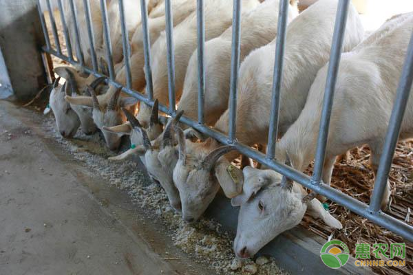 肉羊养殖的增重技巧有哪些？-图片版权归惠农网所有