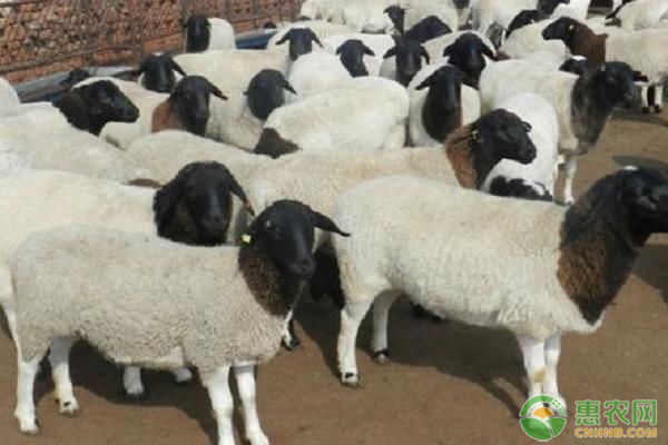肉羊养殖的增重技巧有哪些？-图片版权归惠农网所有