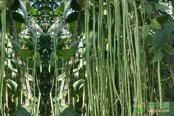 温室大棚豇豆种植技术与管理-图片版权归惠农网所有