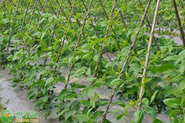 如何对豇豆施肥？-图片版权归惠农网所有