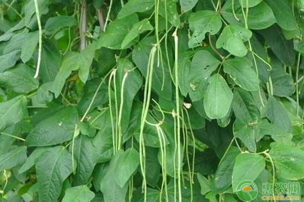 如何对豇豆施肥？-图片版权归惠农网所有