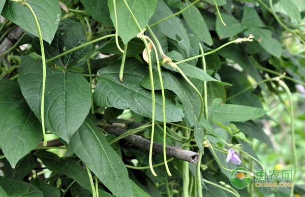 豇豆怎么种？豇豆高产种植技术-图片版权归惠农网所有