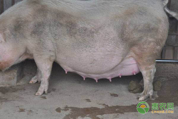 母猪难产的症状是什么？怎么处理？-图片版权归惠农网所有