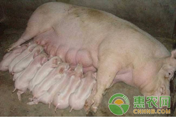 母猪难产的症状是什么？怎么处理？-图片版权归惠农网所有