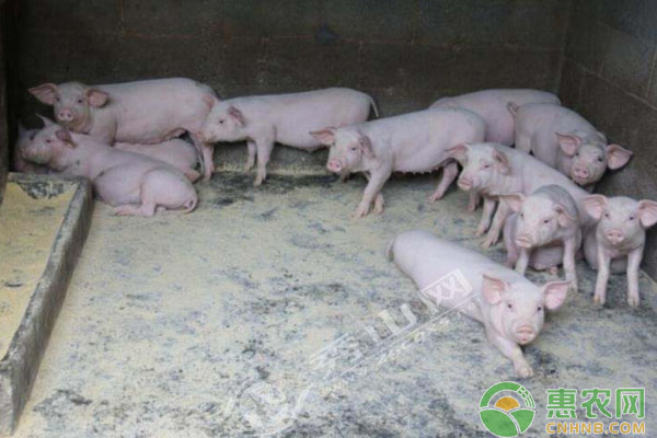 产房母猪产前产后小护理-图片版权归惠农网所有