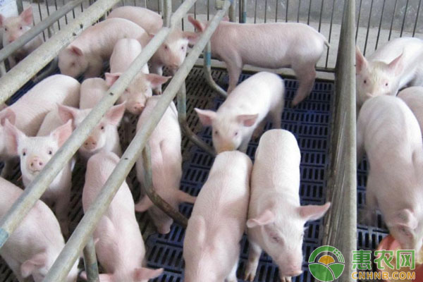 产房母猪产前产后小护理-图片版权归惠农网所有