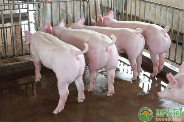 猪流行性腹泻的发病原因及防治方法-图片版权归惠农网所有