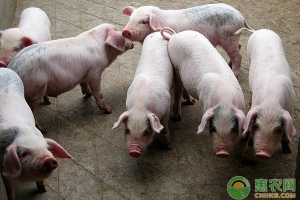 猪流行性腹泻的发病原因及防治方法-图片版权归惠农网所有