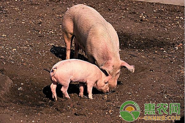 母猪产后瘫痪怎么办？母猪产后瘫痪防治方法-图片版权归惠农网所有