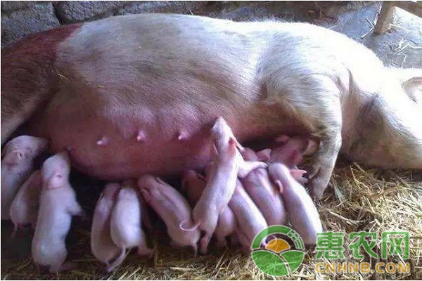 母猪产后瘫痪怎么办？母猪产后瘫痪防治方法-图片版权归惠农网所有