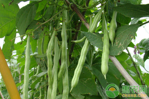 早春设施大棚四季豆高效栽培技术-图片版权归惠农网所有