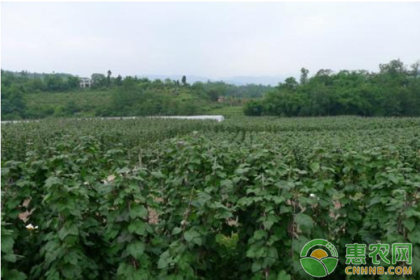 早春设施大棚四季豆高效栽培技术-图片版权归惠农网所有