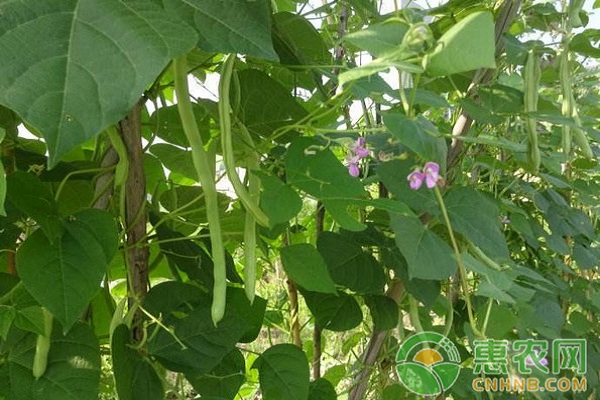早春设施大棚四季豆高效栽培技术-图片版权归惠农网所有