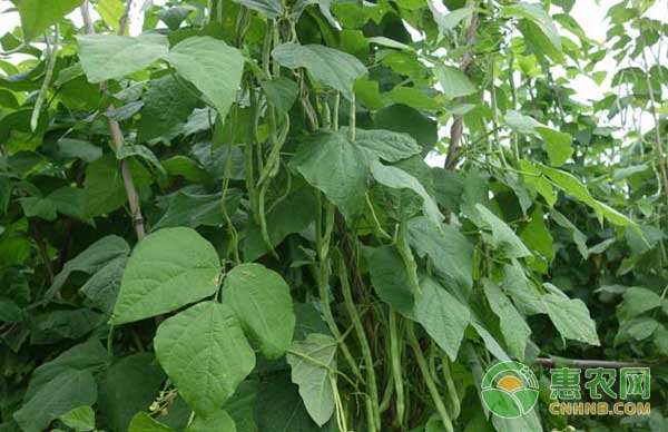 四季豆种植管理技术-图片版权归惠农网所有
