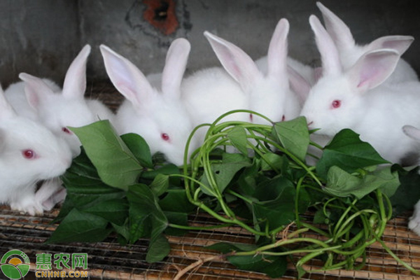 兔子养殖要点-图片版权归惠农网所有