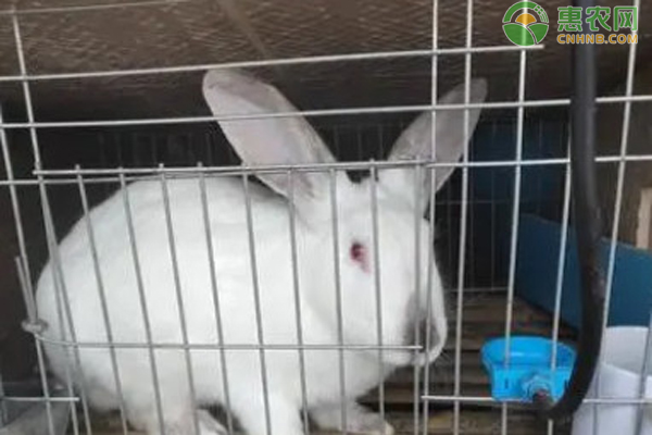兔子养殖要点-图片版权归惠农网所有