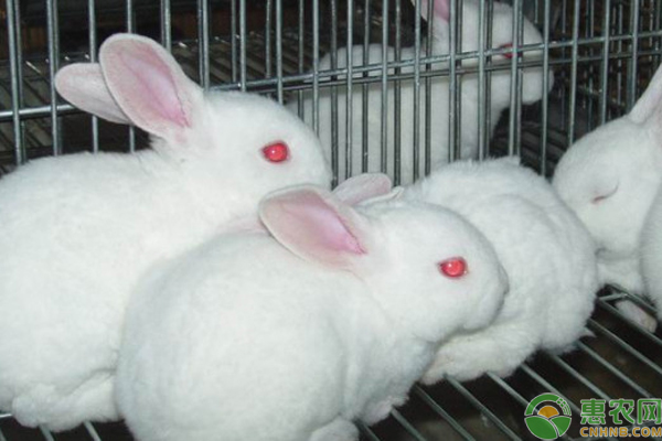 兔子养殖要点-图片版权归惠农网所有