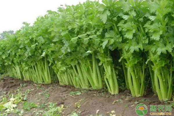 芹菜病害有哪些？芹菜常见病害防治方法解答-图片版权归惠农网所有