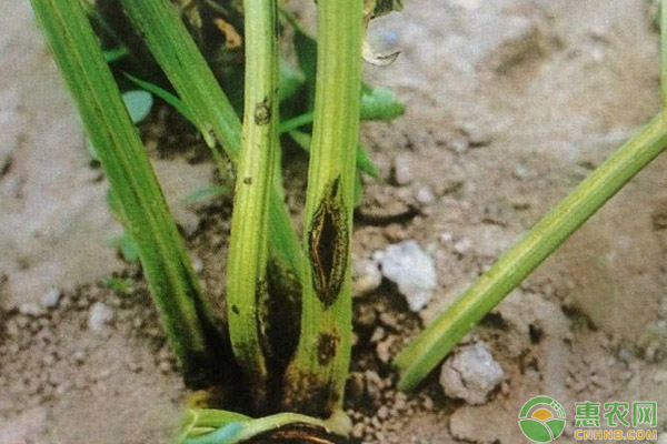 芹菜病害有哪些？芹菜常见病害防治方法解答-图片版权归惠农网所有