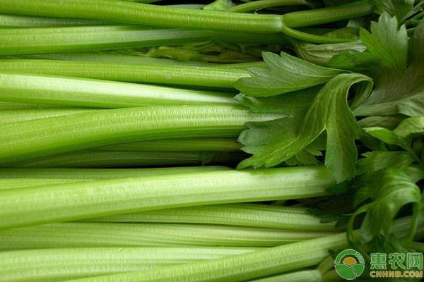 种植课堂:越冬芹菜栽培管理要点-图片版权归惠农网所有