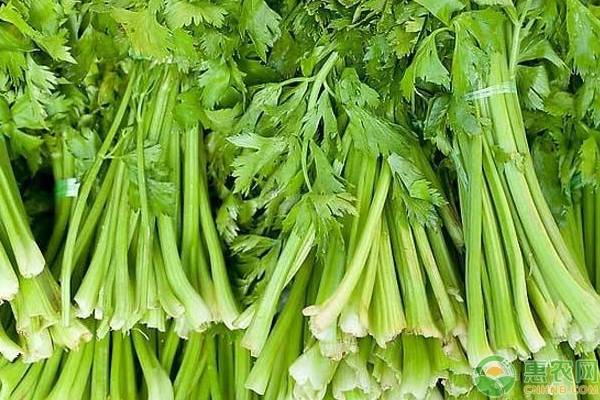 种植课堂:越冬芹菜栽培管理要点-图片版权归惠农网所有