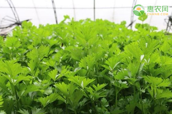 种植芹菜需要注意些什么？-图片版权归惠农网所有