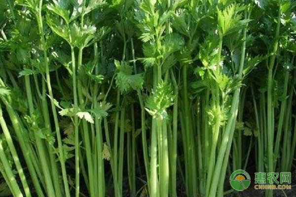 种植芹菜需要注意些什么？-图片版权归惠农网所有