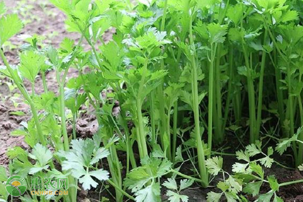 种植芹菜需要注意些什么？-图片版权归惠农网所有