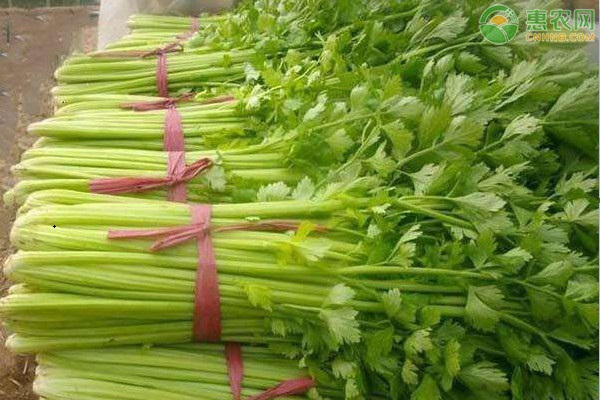 芹菜大棚栽培技术要点-图片版权归惠农网所有