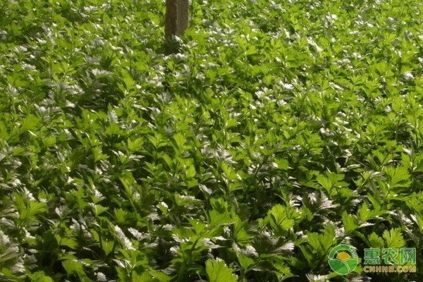 芹菜大棚栽培技术要点-图片版权归惠农网所有