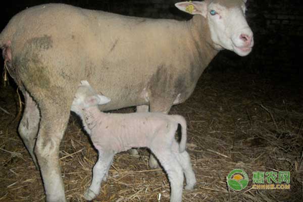 羊颌下水肿是什么病？羊颌下水肿发病原因及预防方法-图片版权归惠农网所有