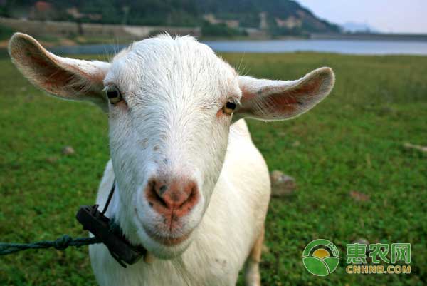 羊颌下水肿是什么病？羊颌下水肿发病原因及预防方法-图片版权归惠农网所有