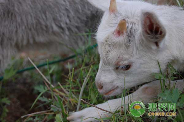 羊颌下水肿是什么病？羊颌下水肿发病原因及预防方法-图片版权归惠农网所有