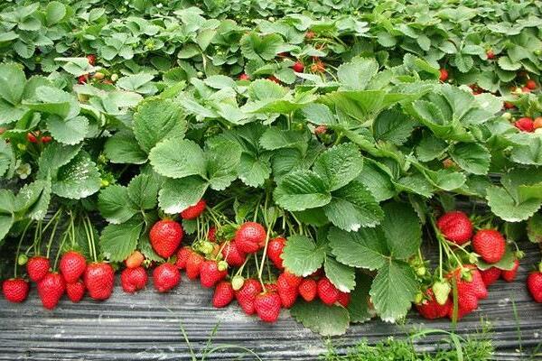 大棚草莓灰霉病农业防治、生物防治、药剂防治措施 大棚草莓灰霉病农业防治、生物防治、药剂防治措施-图片版权归惠农网所有