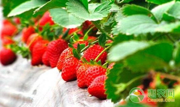 水培草莓种植与日光温室草莓种植对比分析-图片版权归惠农网所有