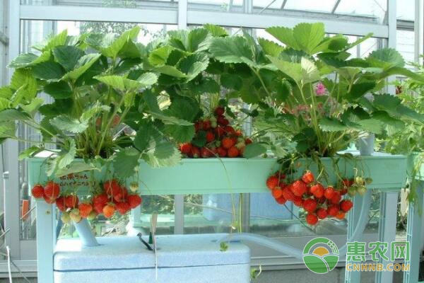水培草莓种植与日光温室草莓种植对比分析-图片版权归惠农网所有