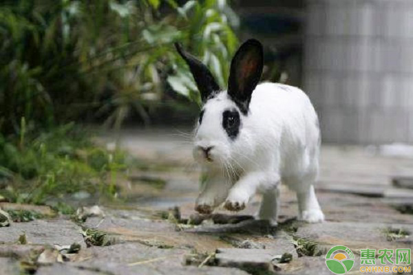 熊猫兔的养殖方法和注意事项-图片版权归惠农网所有