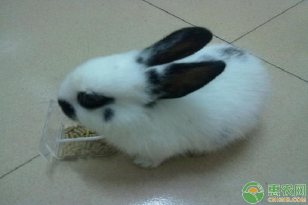 熊猫兔的养殖方法和注意事项-图片版权归惠农网所有